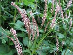 polygonum-amplexicaule-roseum