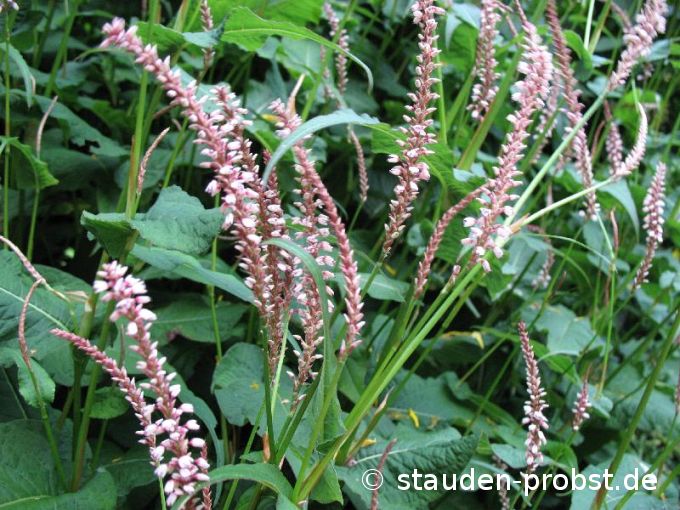 Polygonum amplexicaule 'Roseum' - Kerzenknöterich