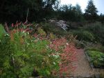 polygonum-amplexicaule-speciosa-2
