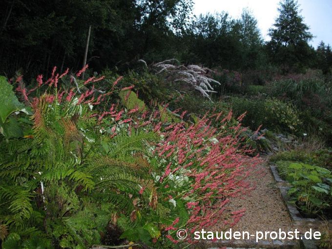 Polygonum amplexicaule 'Speciosa' - Kerzenknöterich