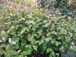 polygonum-filiformis-variegata-2