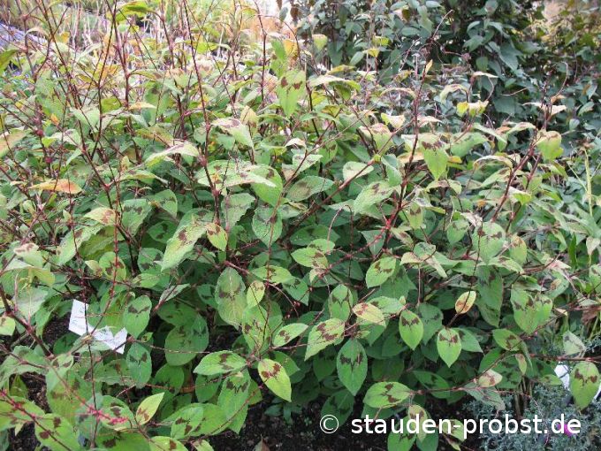 Polygonum filiformis 'Variegata' - Fadenförmiger Knöterich