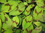 polygonum-filiformis-variegata