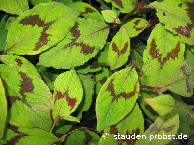 Polygonum filiformis 'Variegata' - Fadenförmiger Knöterich