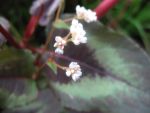 polygonum-microcephala-red-dragon-2