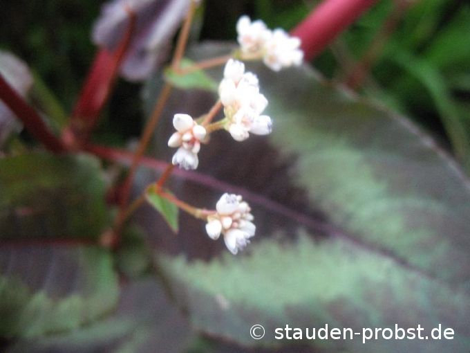 Polygonum microcephala 'Red Dragon' - Buntblatt Knöterich
