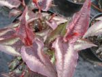 polygonum-microcephala-red-dragon