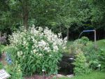 polygonum-polymorpha-4