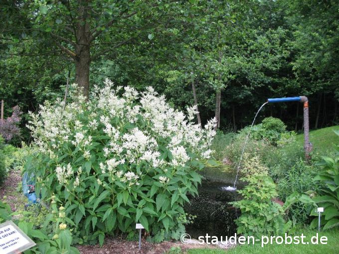 Polygonum polymorpha - Vielgestaltiger Knöterich