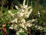 polygonum-polymorpha-6