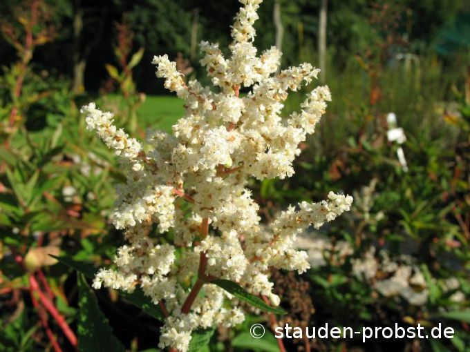 Polygonum polymorpha - Vielgestaltiger Knöterich