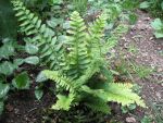 polystichum-acrostichoides