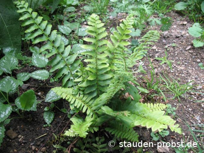 Polystichum acrostichoides - Weihnachtsfarn