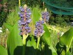 pontederia-cordata