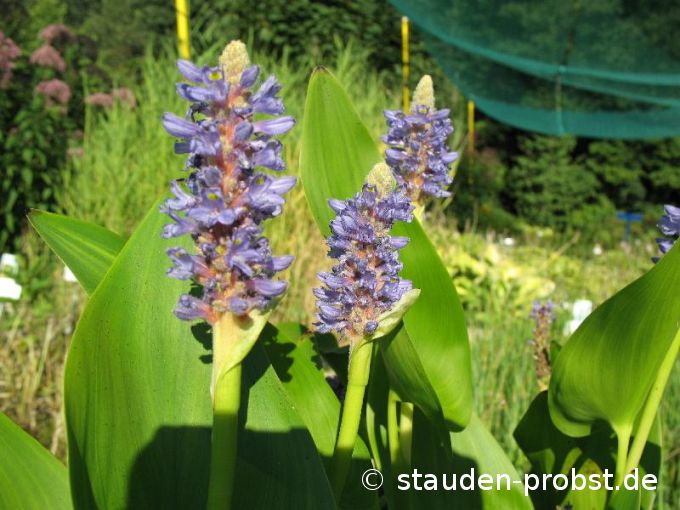 Pontederia cordata - Hechtkraut