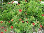potentilla-atrosanguinea-gibson-scarlet-3