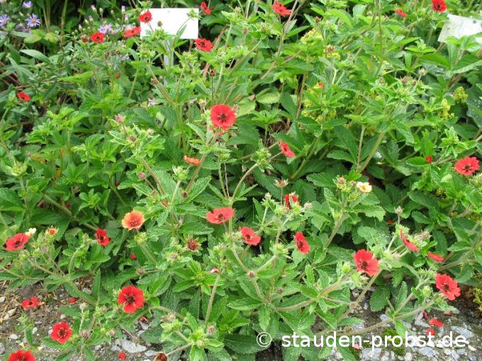 Potentilla atrosanguinea 'Gibson Scarlet' - Fingerkraut