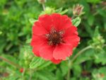 potentilla-atrosanguinea-gibson-scarlet
