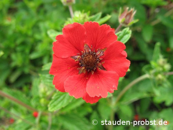 Potentilla atrosanguinea 'Gibson Scarlet' - Blutrotes Fingerkraut