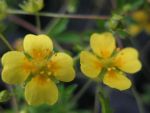 potentilla-erecta