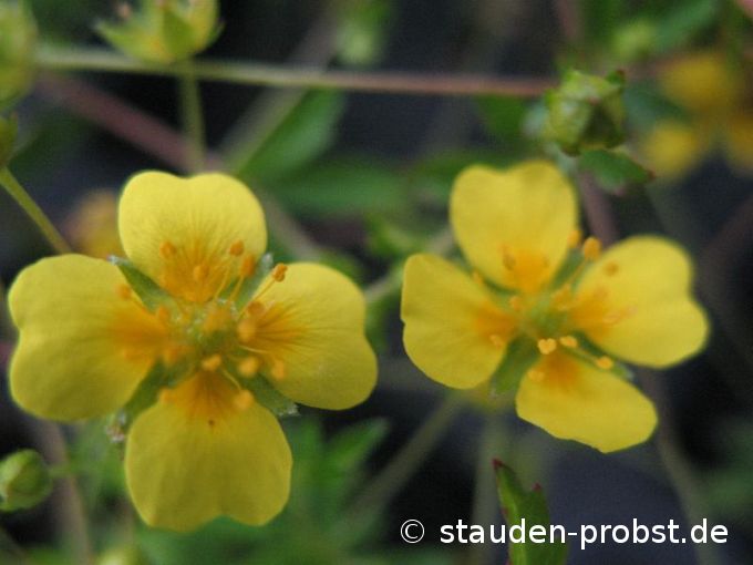 Potentilla erecta - Blutwurz, Tormentill