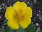 potentilla-megalantha