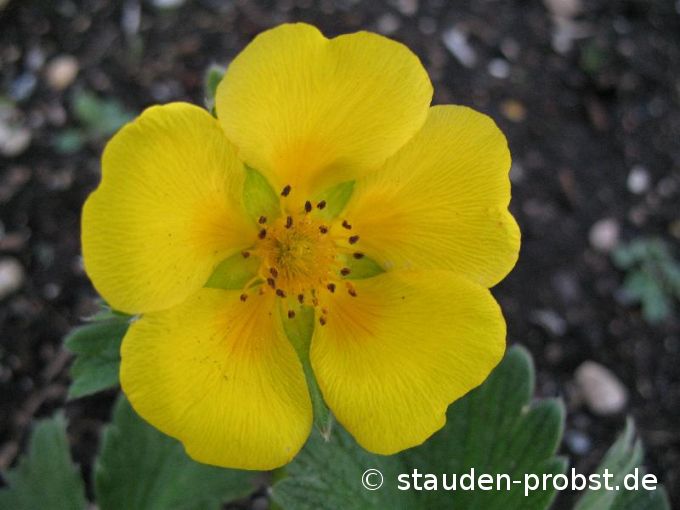 Potentilla megalantha - Silberblatt Fingerkraut