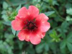 potentilla-nepalensis-miss-willmott