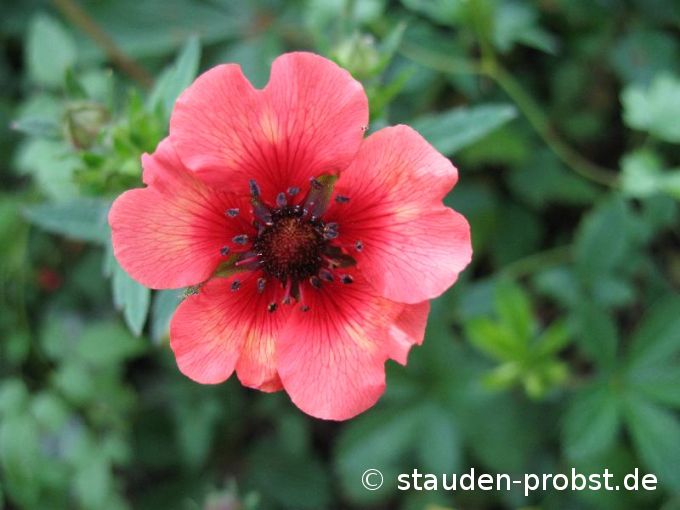 Potentilla nepalensis 'Miss Willmott' - Nepal Fingerkraut