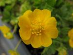 potentilla-neumanniana-orange-2