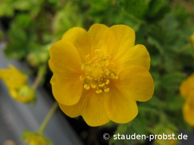 Potentilla neumanniana 'Orange' - Frühlings Fingerkraut