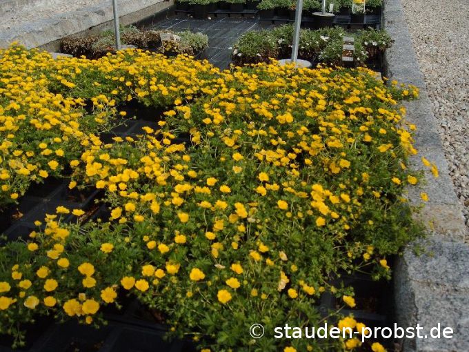 Potentilla neumanniana 'Orange' - Frühlingsfingerkraut