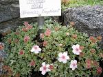 potentilla-nitida-2