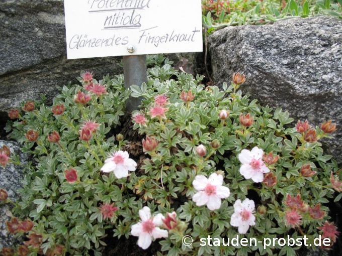 Potentilla nitida - Glänzendes Fingerkraut