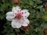 potentilla-nitida