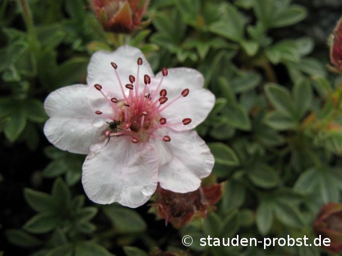 Potentilla nitida - Glänzendes Fingerkraut