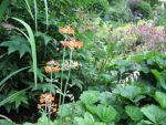 primula-bullesiana-2