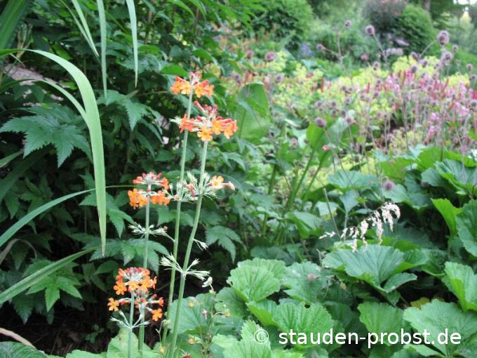 Primula bullesiana - Etagenprimel
