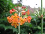 primula-bullesiana