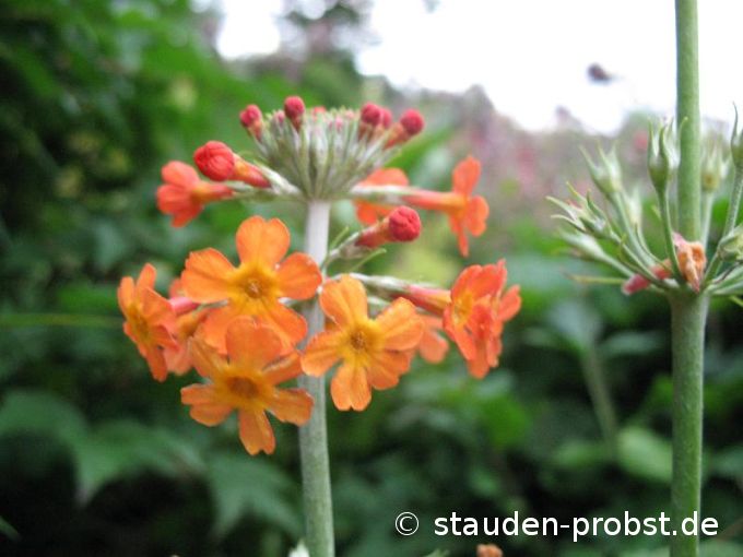Primula bullesiana - Etagenprimel