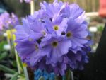 primula-denticulata-blaue-auslese