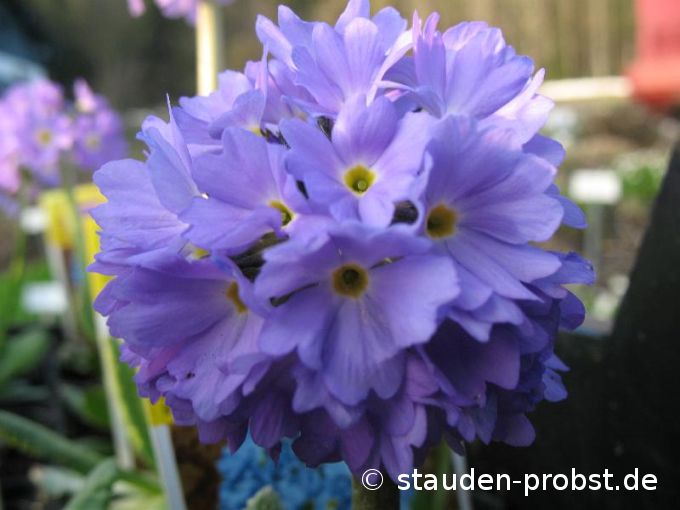 Primula denticulata 'Blaue Auslese' - Kugelprimel