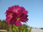 primula-denticulata-rubin