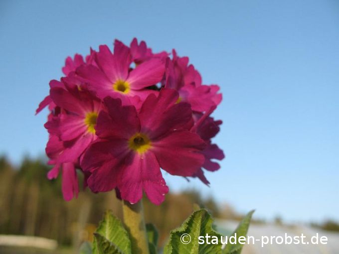 Primula denticulata 'Rubin' - Kugelprimel