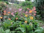 primula-florindae-keilour-hybride-2