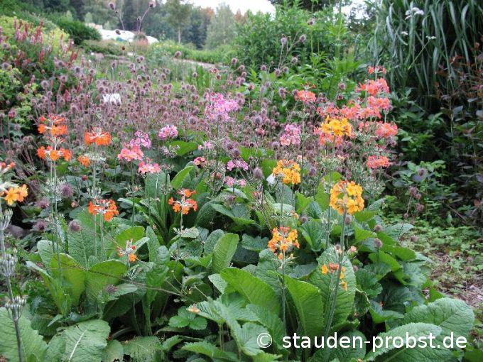 Primula florindae 'Keilour Hybride' - Tibetprimel