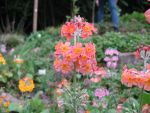 primula-florindae-keilour-hybride