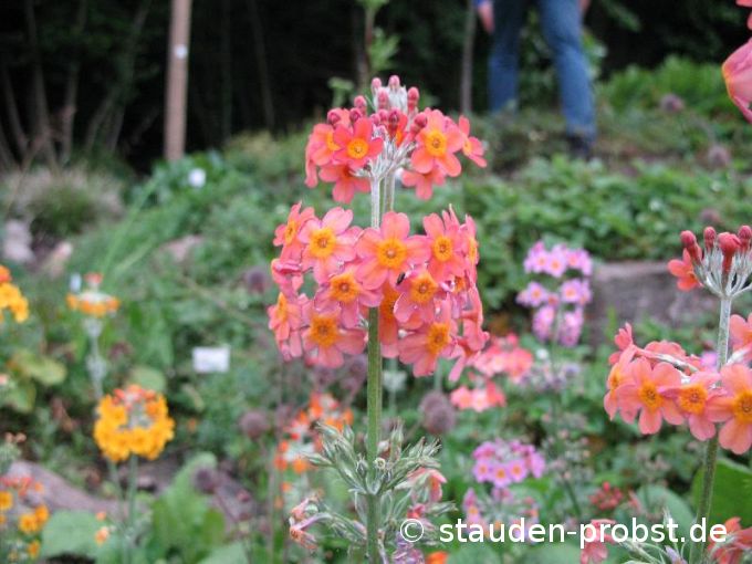 Primula florindae 'Keilour Hybride' - Tibetprimel
