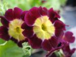 primula-pubescens