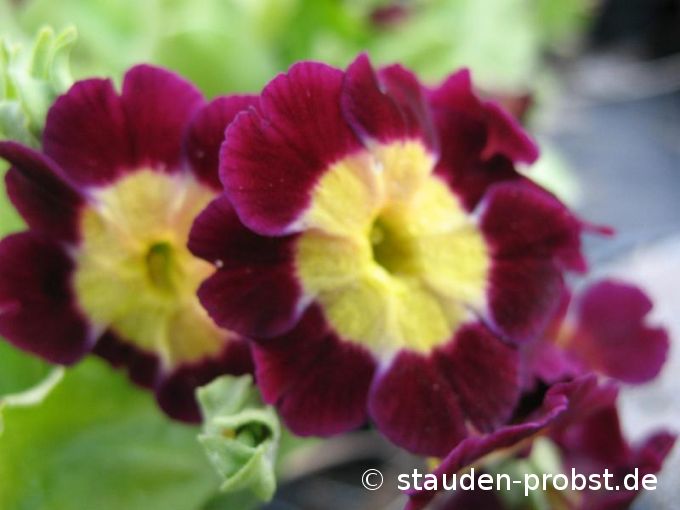 Primula x pubescens - Gartenaurikel